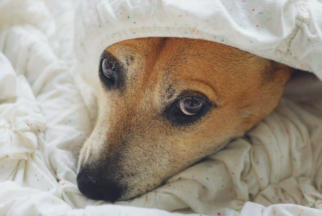 worried and anxious dog in a bed