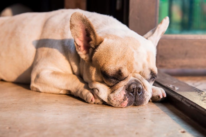 A senior french bulldog peacefully sleeping on the floor.