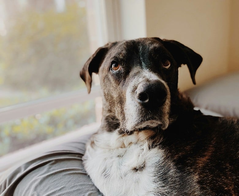 A senior dog is laying on a couch in front of a window.