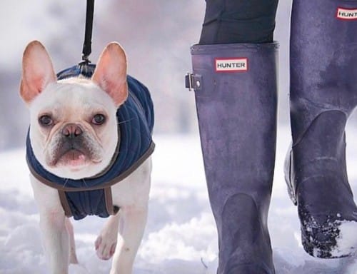 A person walking a dog in the snow wearing rain boots in This Dog's Life.