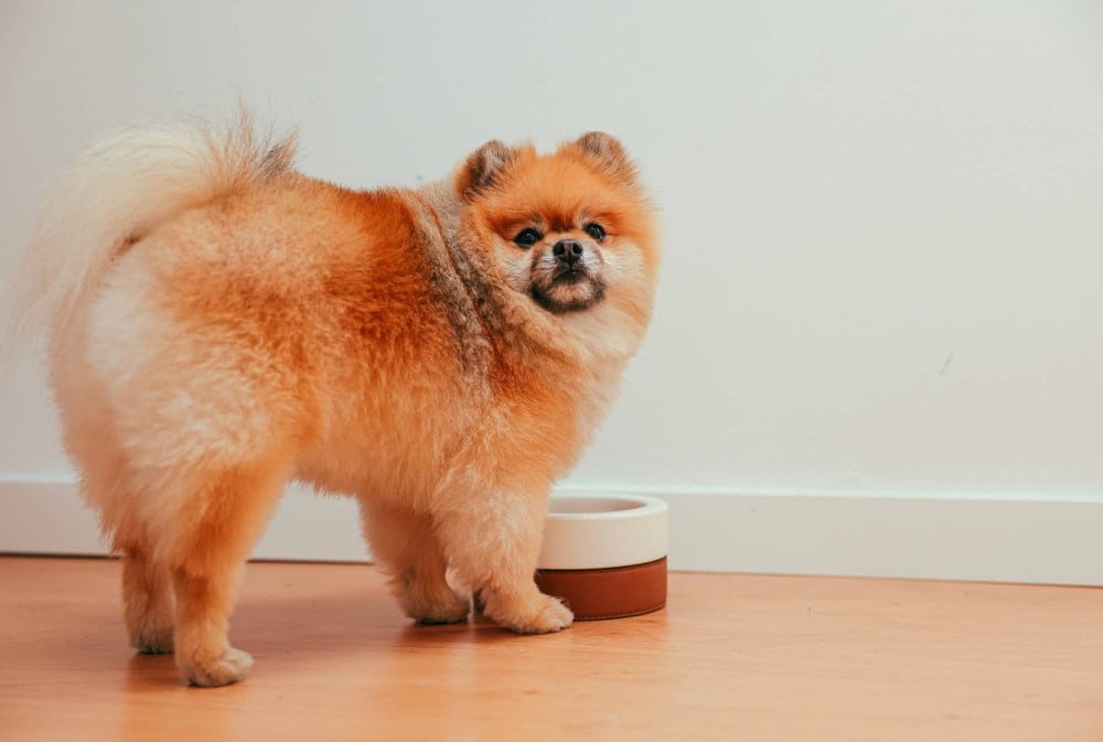 A Pomeranian dog standing beside a freshly washed food bowl.