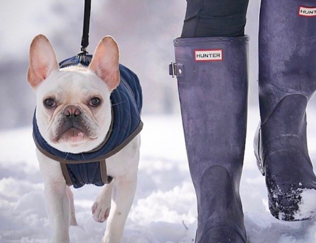 A French bulldog wearing a blue coat walks on snow next to a person in tall, purple Hunter boots, perfectly capturing This Dog's Life.