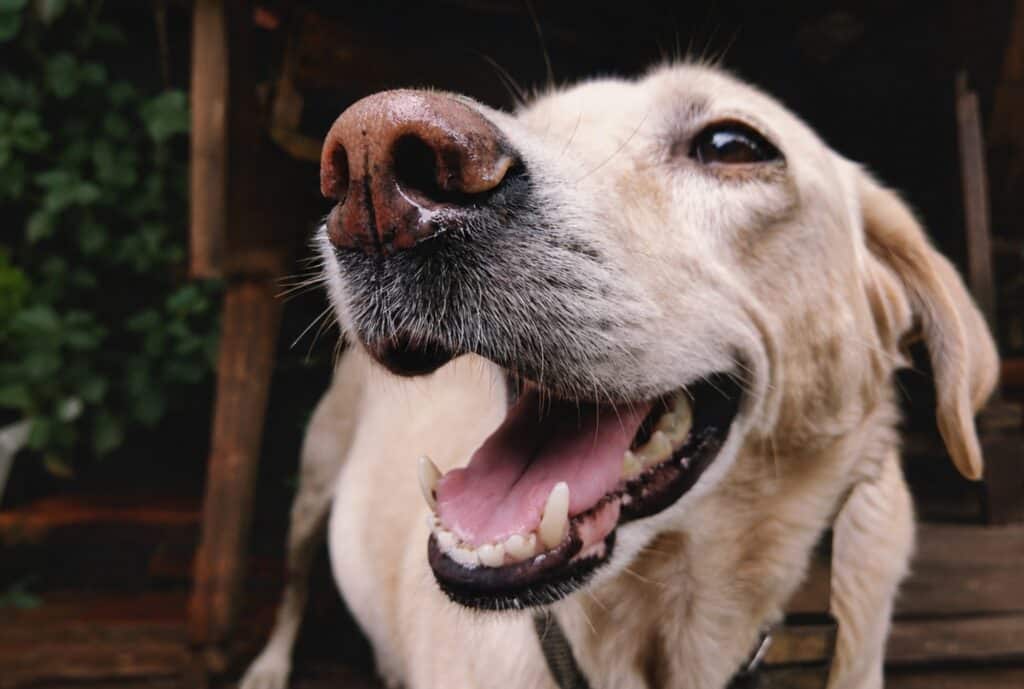 dog mouth