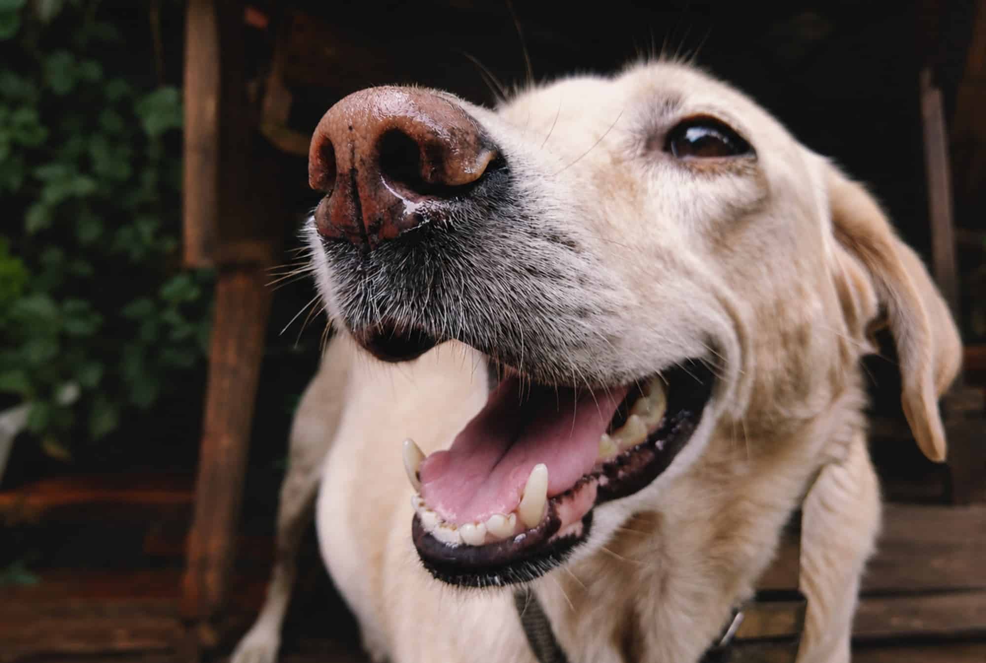 Beyond Bad Breath: What Gum Disease Is Really Doing to Your Dog's Bod